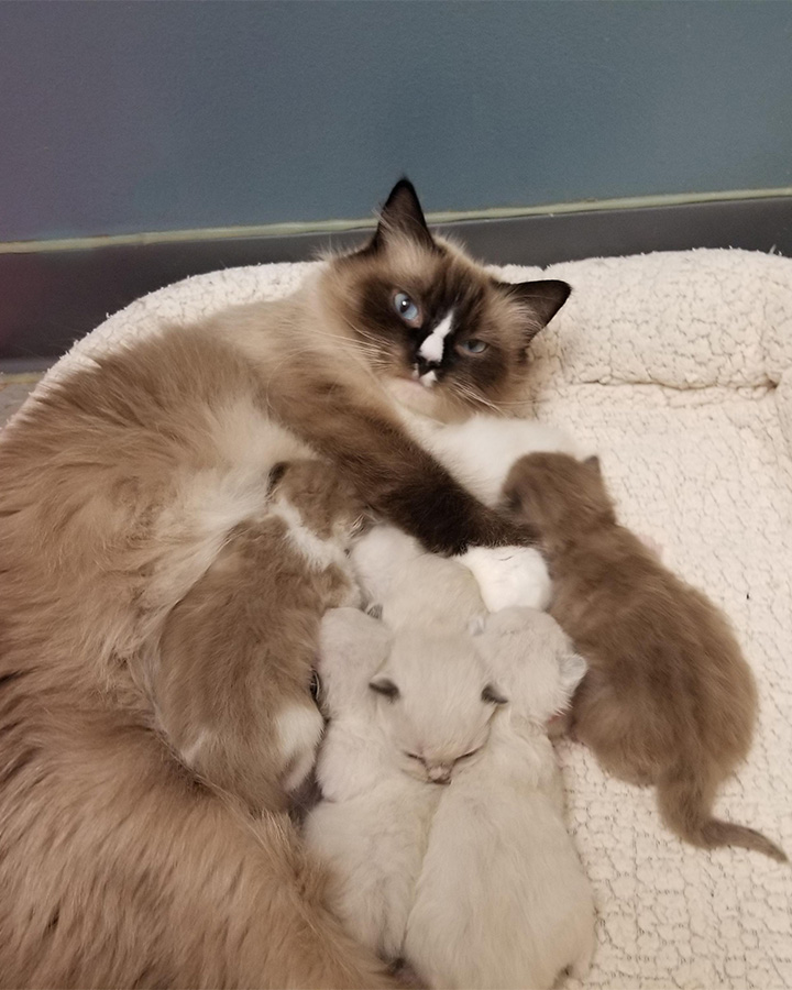 Ragdoll Cat on scratcher